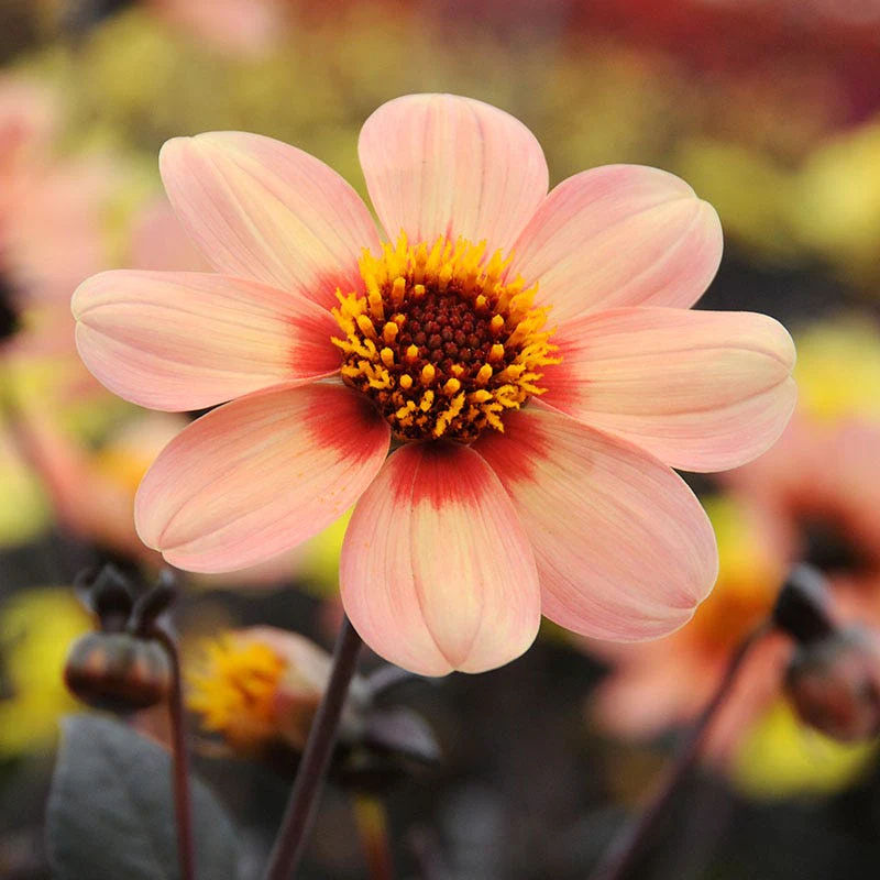 Happy Single® First Love Dahlia - Image 2