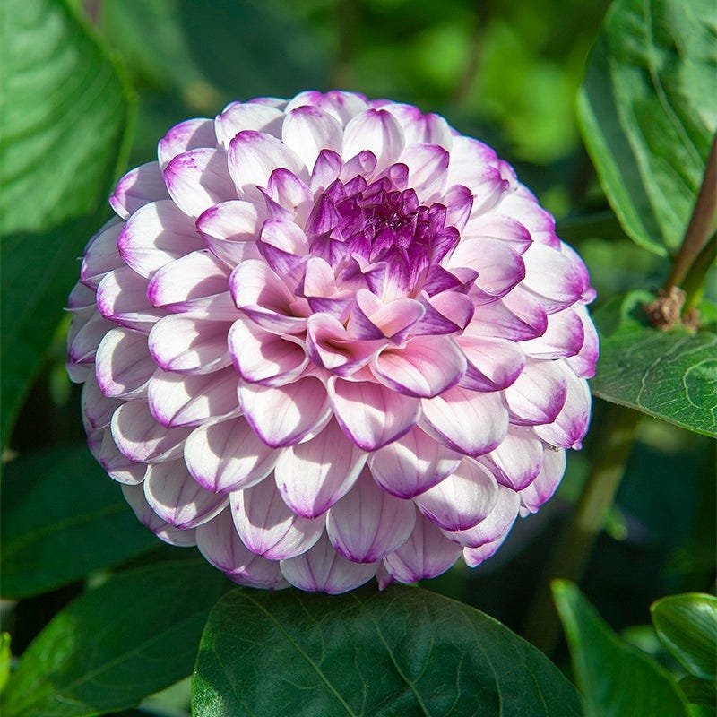 Harmonic Dahlia Collection - Image 5