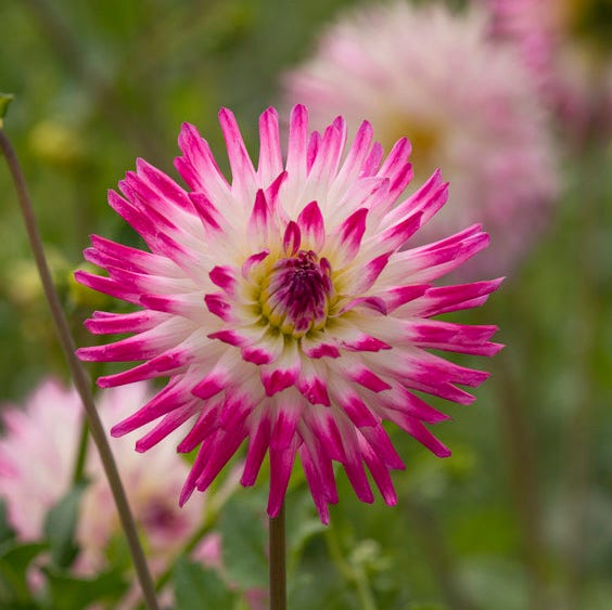 Hayley Jane Cactus Dahlia - Image 3
