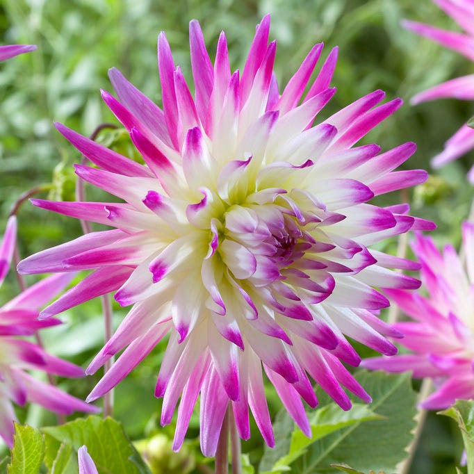 Hayley Jane Cactus Dahlia - Image 4