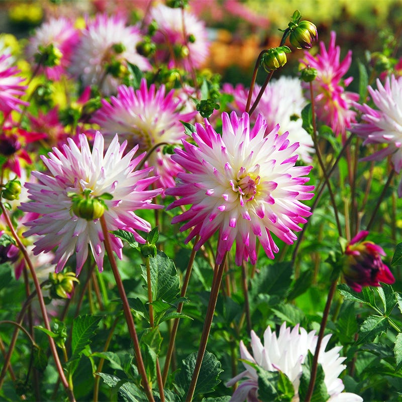 Hayley Jane Cactus Dahlia - Image 5