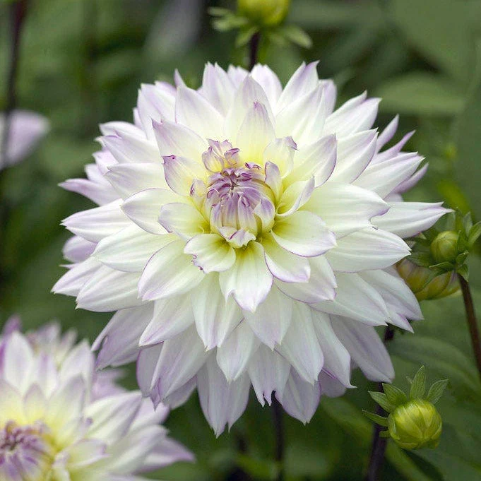 Iced Violet Dahlia Collection - Image 3