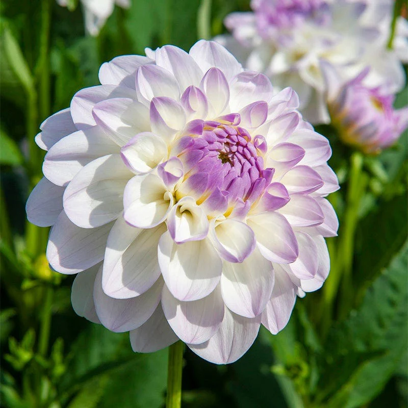 Iced Violet Dahlia Collection - Image 4