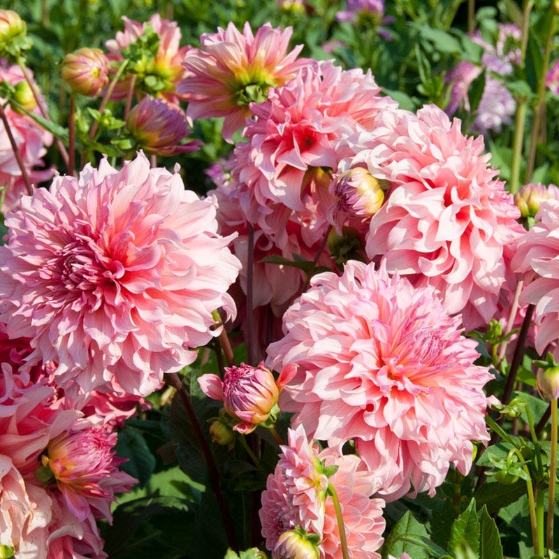 Islander Dinner Plate Dahlia - Image 2