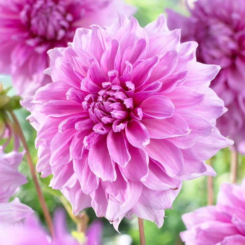 Lavender Perfection Dinner Plate Dahlia - Image 2