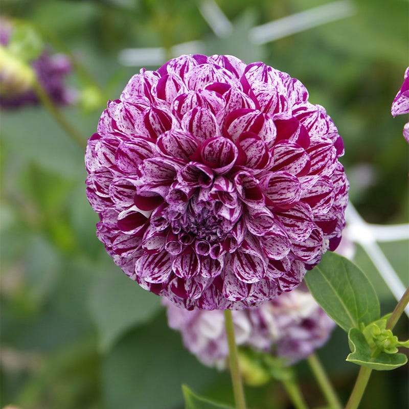 Marble Ball Dahlia - Image 2