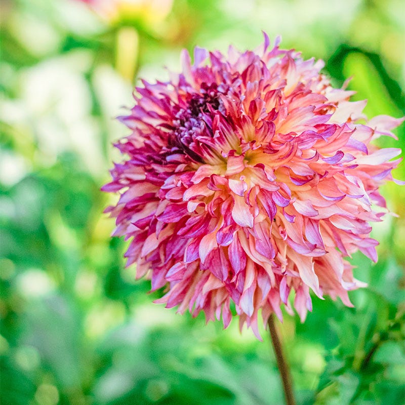 Myrtle's Folly Dahlia - Image 3