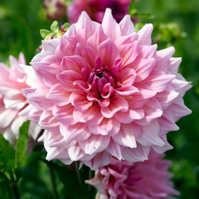 Cupcake Dinner Plate Dahlia Collection - Image 5