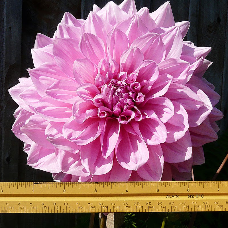 Otto's Thrill Dinner Plate Dahlia - Image 2