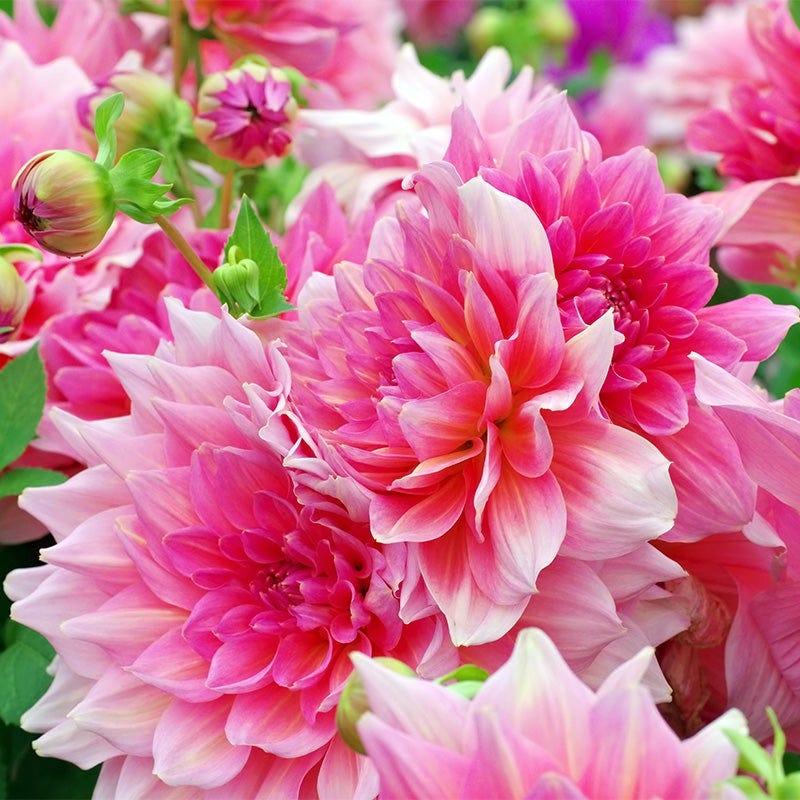 Otto's Thrill Dinner Plate Dahlia - Image 3
