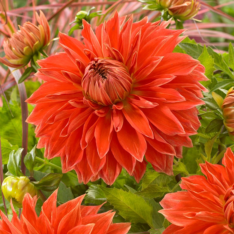 Parkland Glory Dinner Plate Dahlia - Image 2