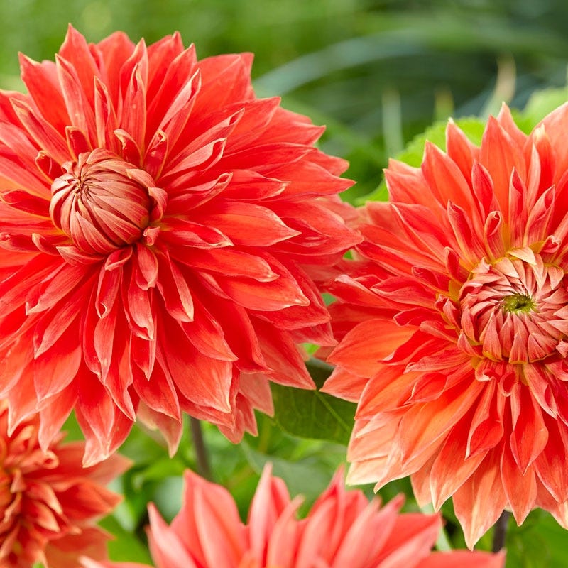Parkland Glory Dinner Plate Dahlia - Image 3