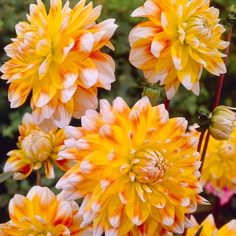 Peaches and Cream Dinner Plate Dahlia - Image 2