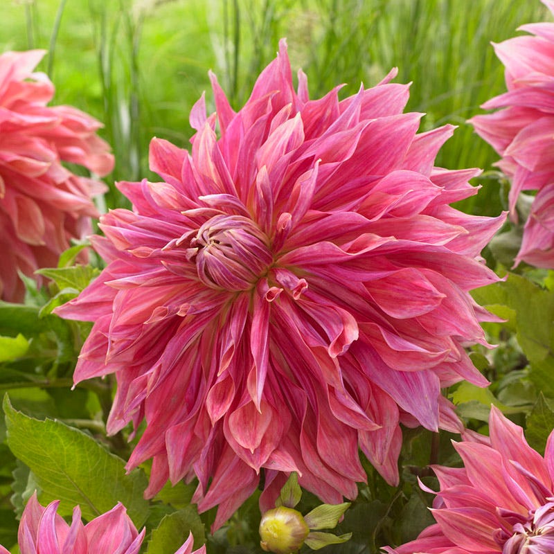 Penhill Dark Monarch Dinner Plate Dahlia - Image 2
