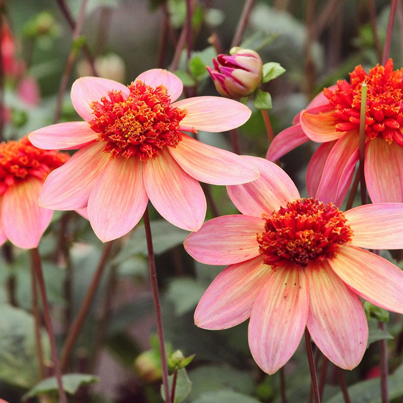 Popsicle Dahlia Collection - Image 2