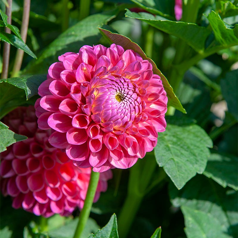 Pretty In Pink Dahlia Collection - Image 3