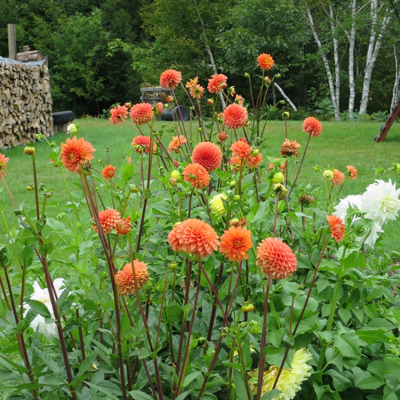 Prince of Orange Decorative Dahlia - Image 2