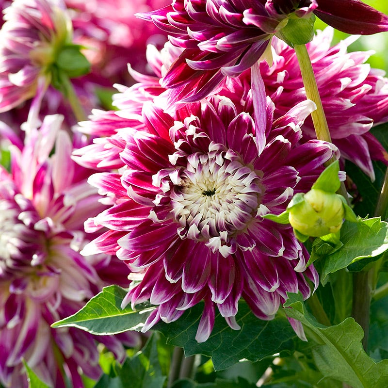 Purple Paradise Dahlia Collection - Image 3