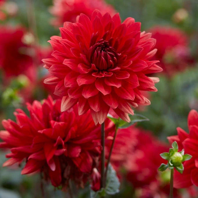 Rainbow Dahlia Collection - Image 2