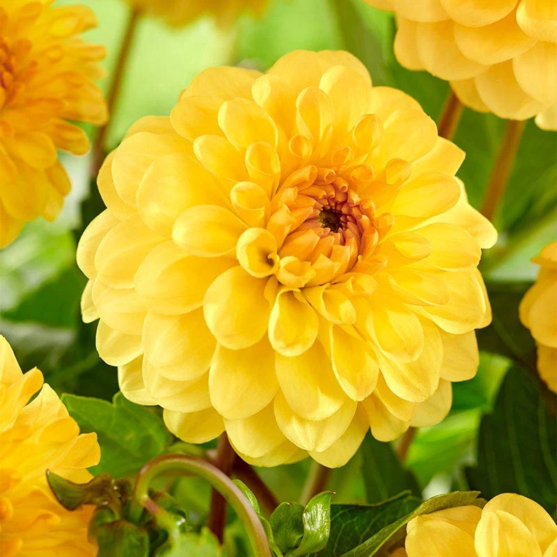 Rainbow Dahlia Collection - Image 4