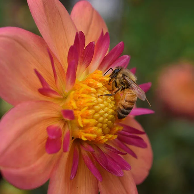 Resonant Dahlia Collection - Image 2