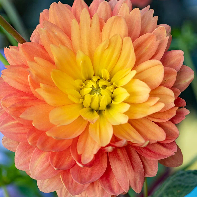Resonant Dahlia Collection - Image 3