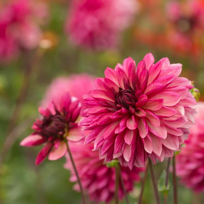 Resonant Dahlia Collection - Image 5