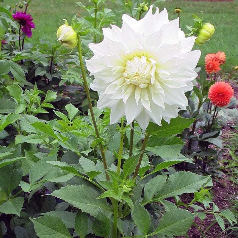 Snow Country Dinner Plate Dahlia - Image 3