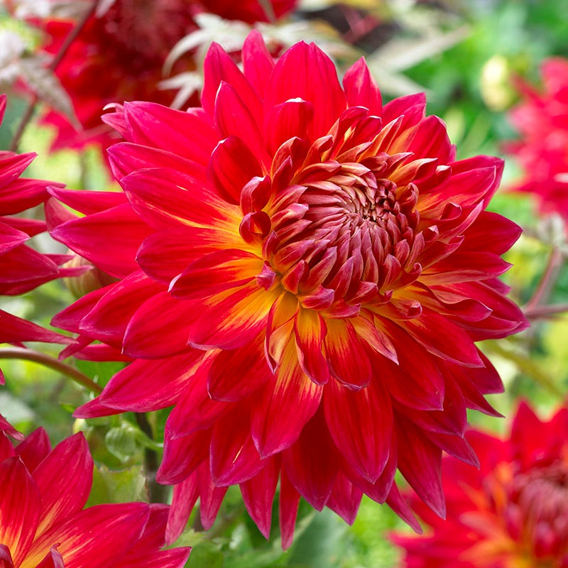 Strawberry Rhubarb Dahlia Collection - Image 2