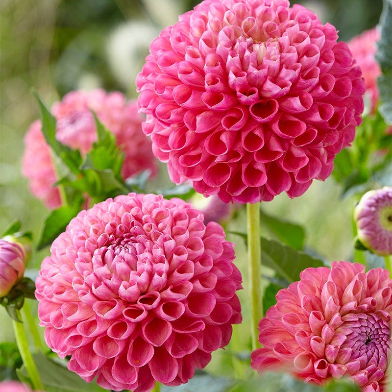 Strawberry Rhubarb Dahlia Collection - Image 4