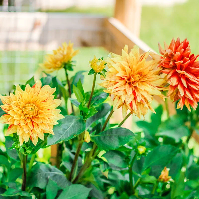 Striped Vulcan Semi Cactus Dahlia - Image 2