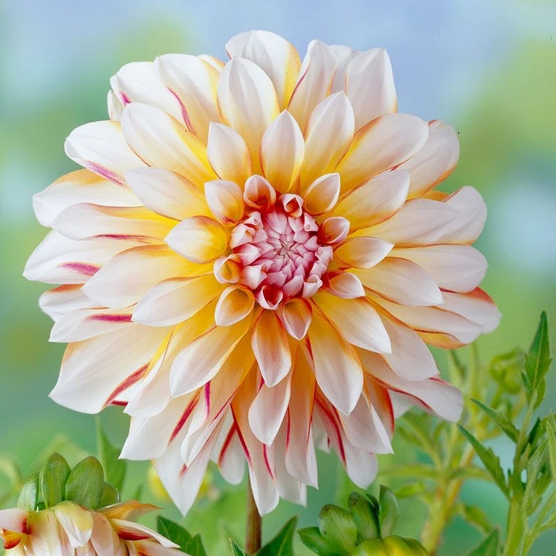 Sunshine Mixed Dahlia Collection - Image 2