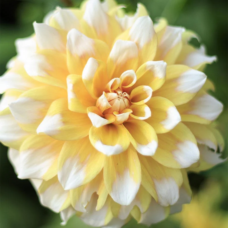 Sunshine Mixed Dahlia Collection - Image 3