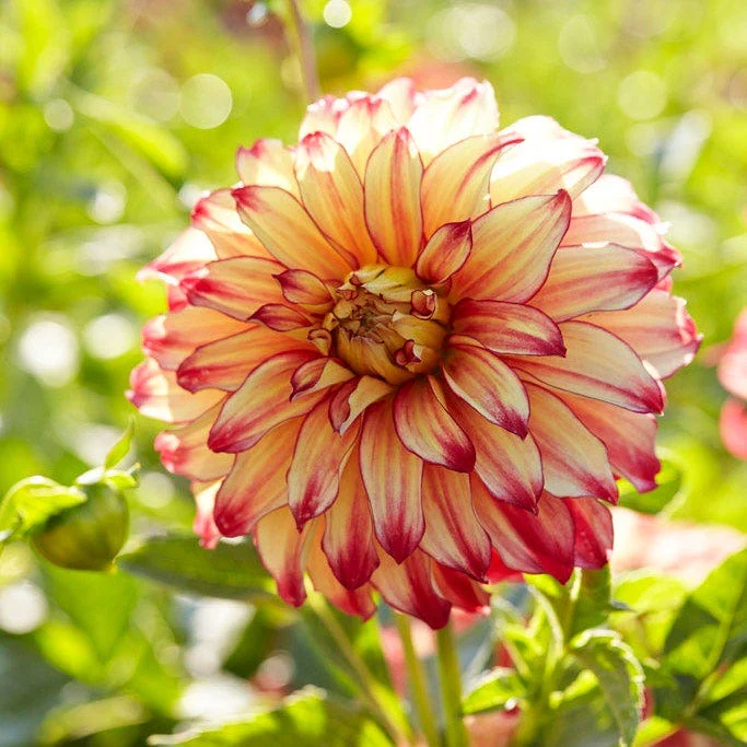 Sunshine Mixed Dahlia Collection - Image 4
