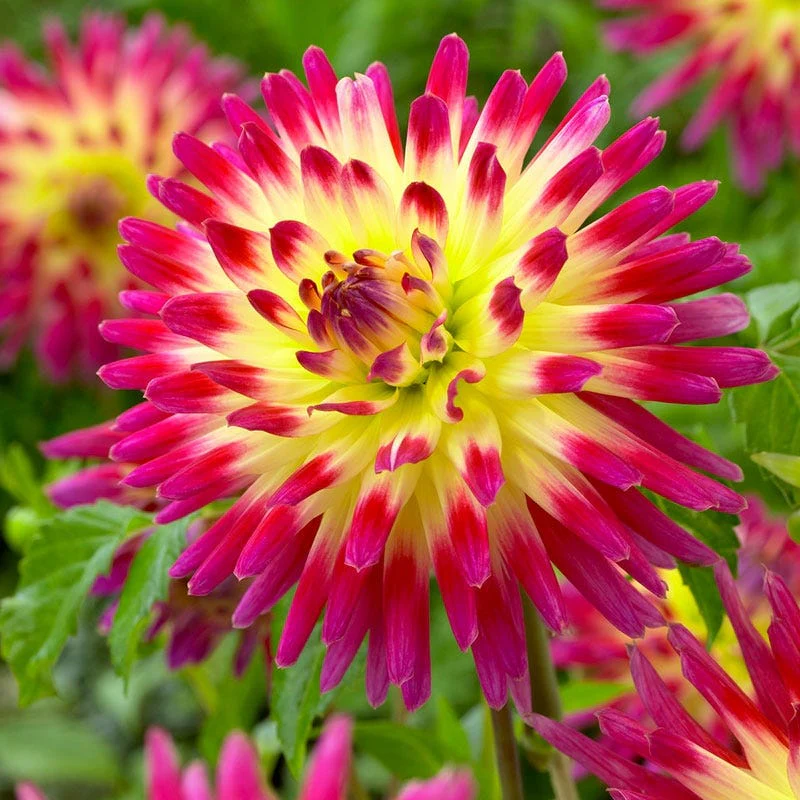 Tahiti Sunrise Semi Cactus Dahlia - Image 3