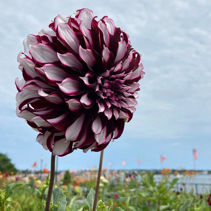 Tartan Dinner Plate Dahlia - Image 3