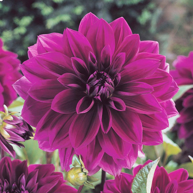 Thomas Edison Dinner Plate Dahlia - Image 4