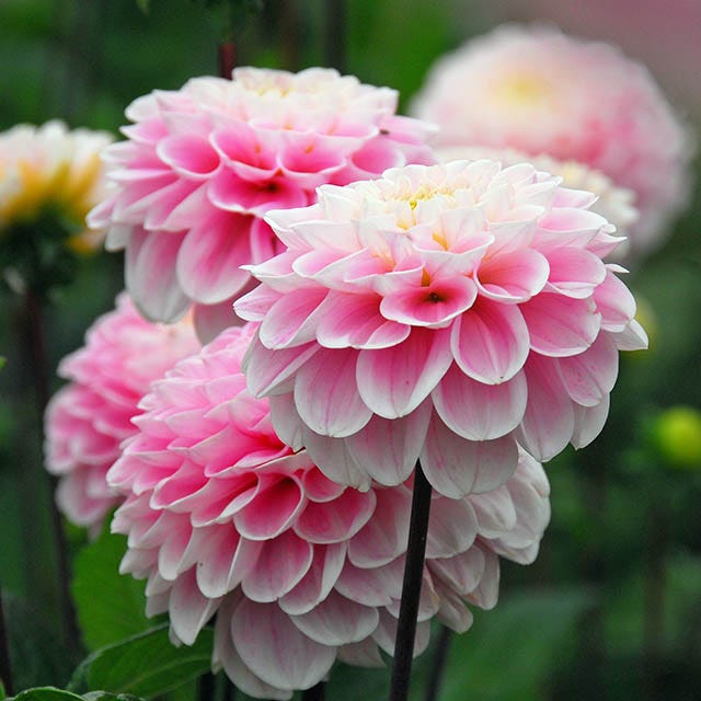 Berry Chiffon Dahlia Collection - Image 4