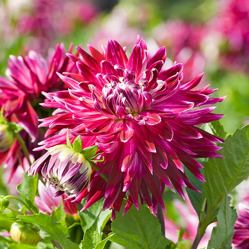 Vancouver Dinner Plate Dahlia - Image 3