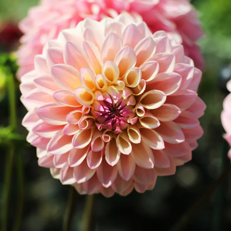 Castle Drive Decorative Dahlia - Image 2