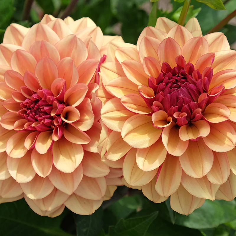Crème de Cognac Decorative Dahlia - Image 3