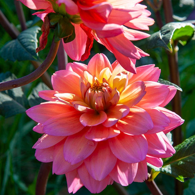Great Silence Decorative Dahlia - Image 2