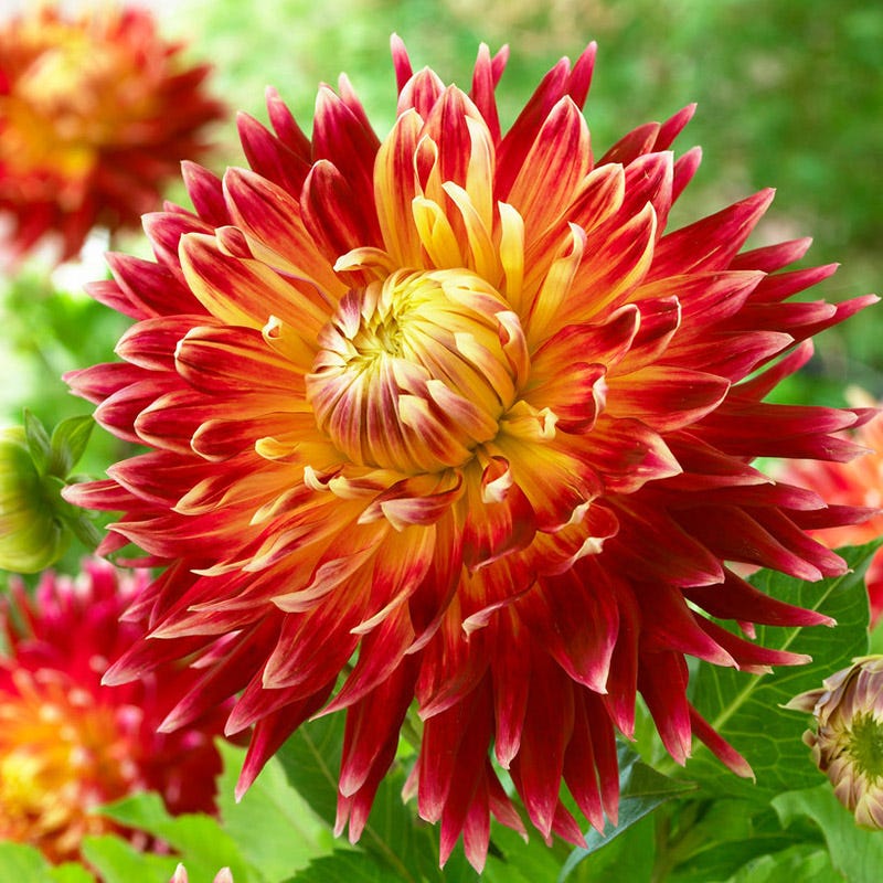 Akita Dinner Plate Dahlia - Image 2