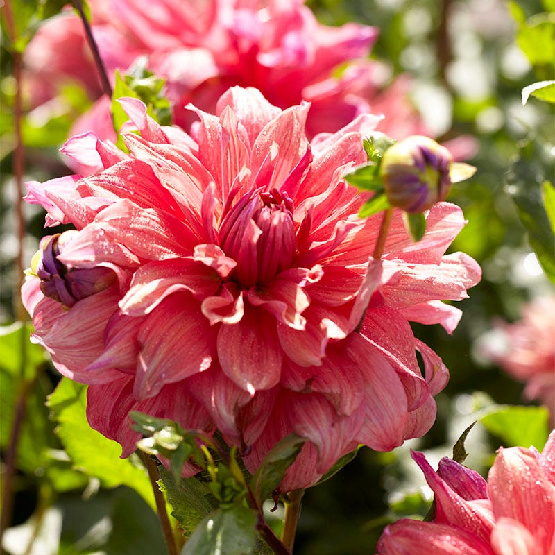 Belle of Barmera Dinner Plate Dahlia - Image 2