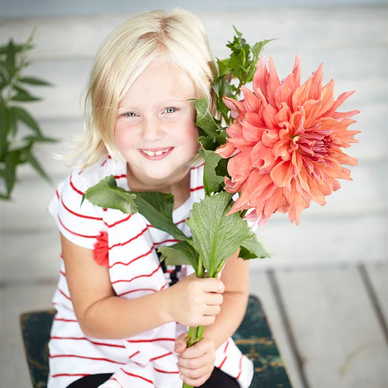 Belle of Barmera Dinner Plate Dahlia - Image 5