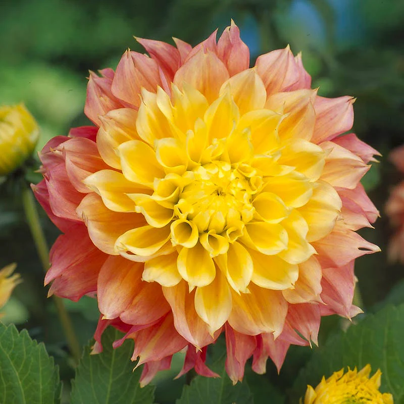Brilliant Burst Dinner Plate Dahlia Collection - Image 2