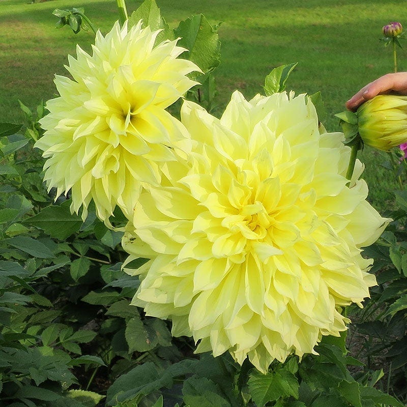 Brilliant Burst Dinner Plate Dahlia Collection - Image 5