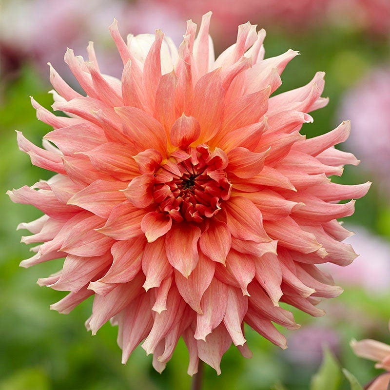 Cupcake Dinner Plate Dahlia Collection - Image 3