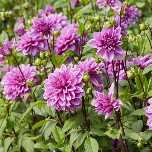 Lilac Time Dinner Plate Dahlia - Image 2