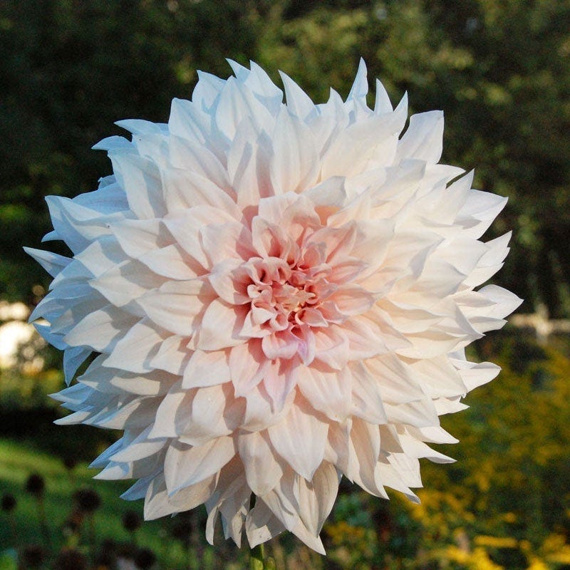 Midsummer's Eve Dinner Plate Dahlia Collection - Image 2